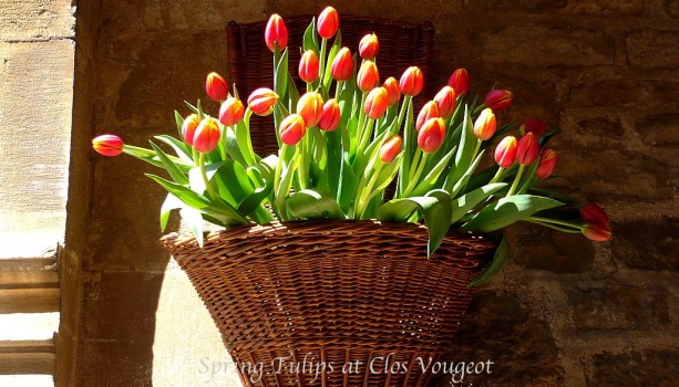 TulipsClosVougeotgallery